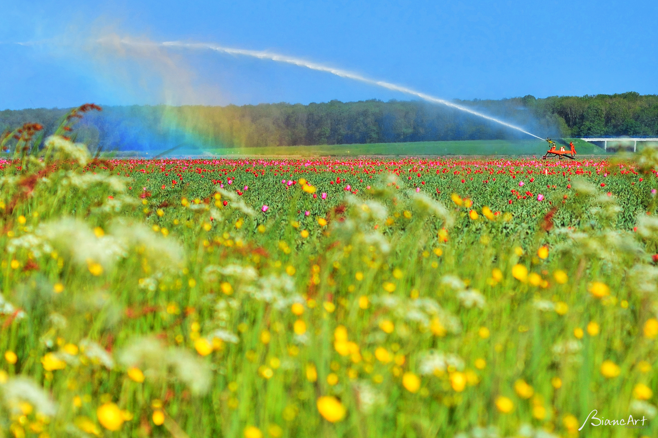 tulpen-onder-de-regenboog